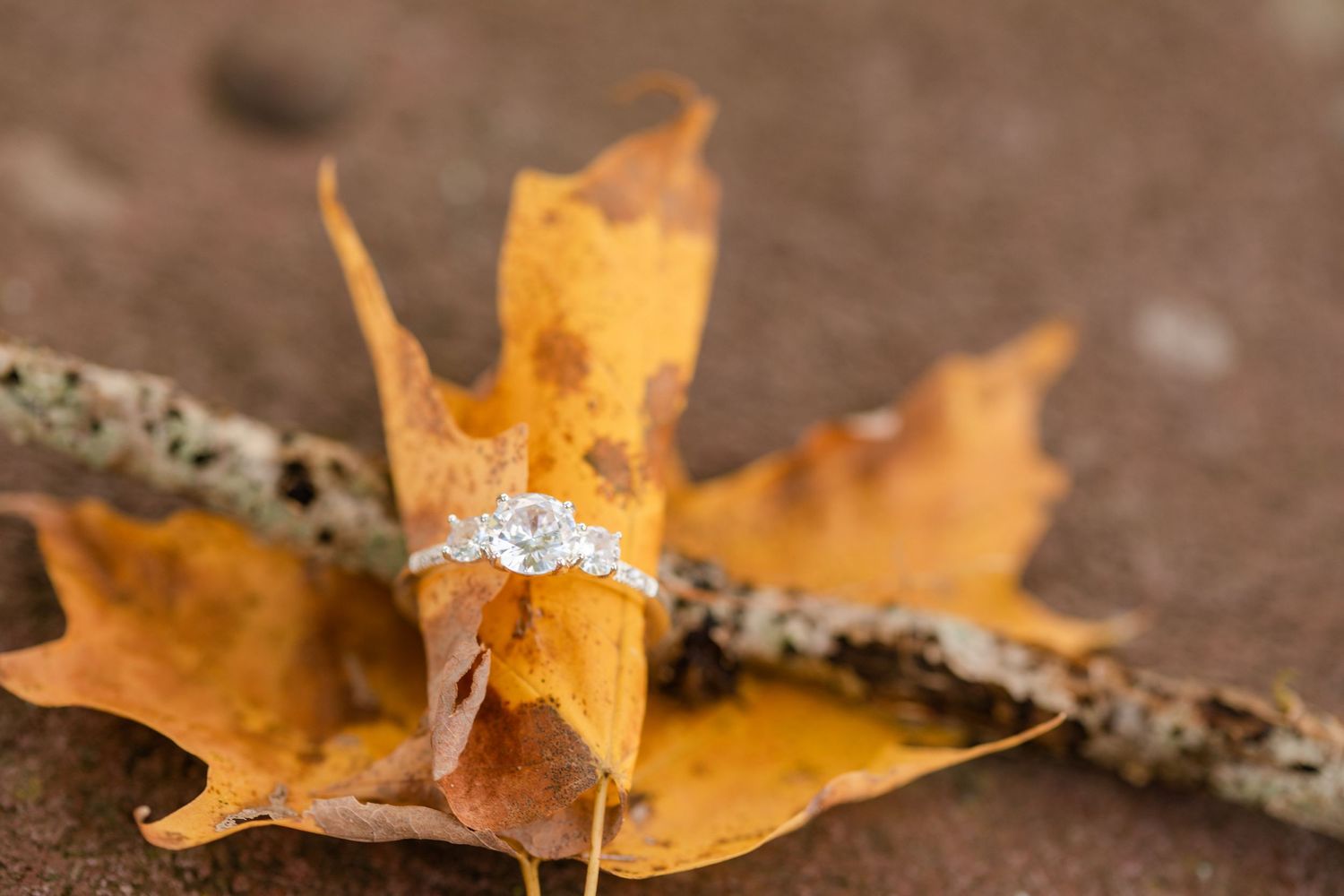 A diamond engagement ring placed on a fallen autumn maple leaf.