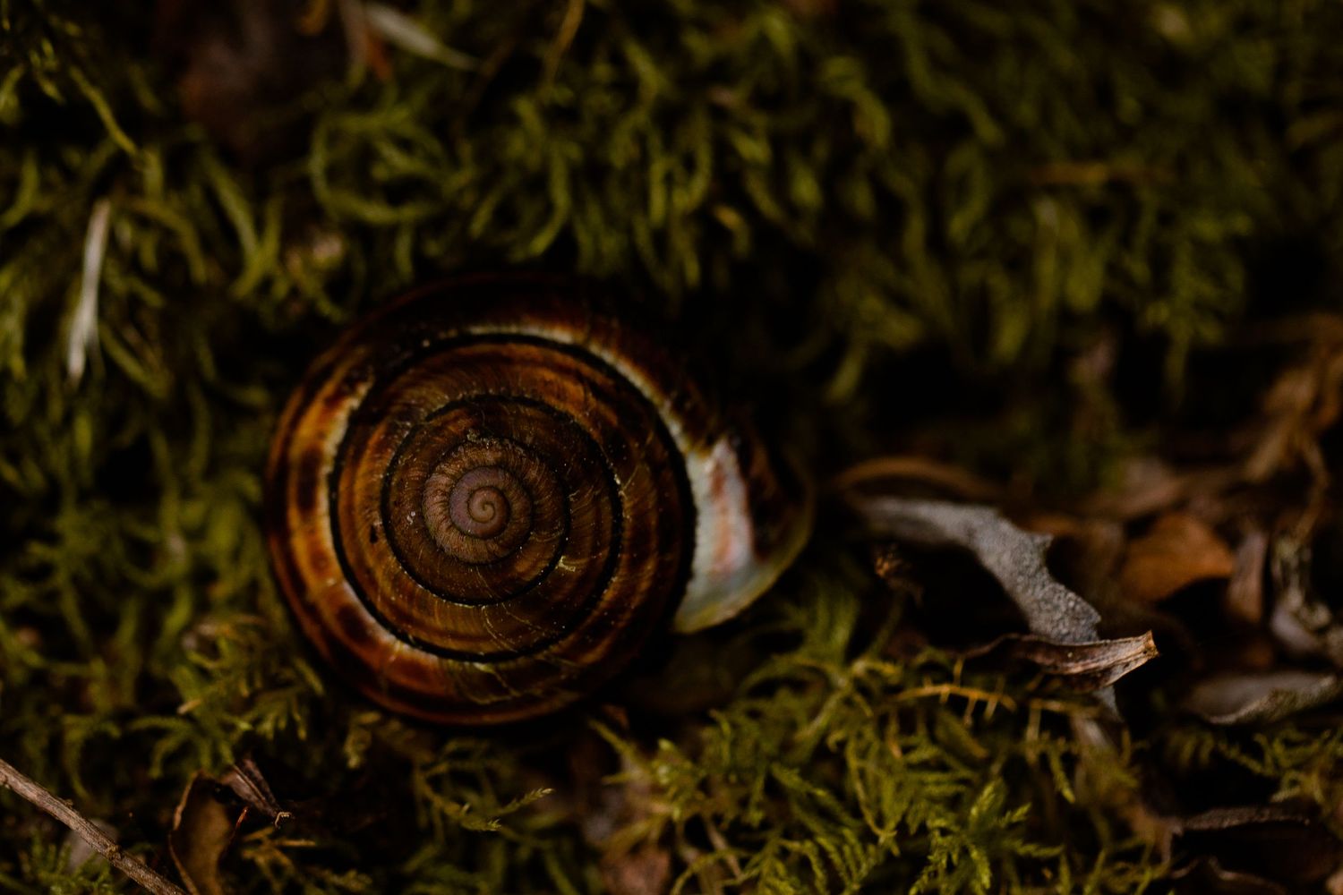 Red and brown Golden ratio snail shell macro photo with a light green mossy background in Trinidad California