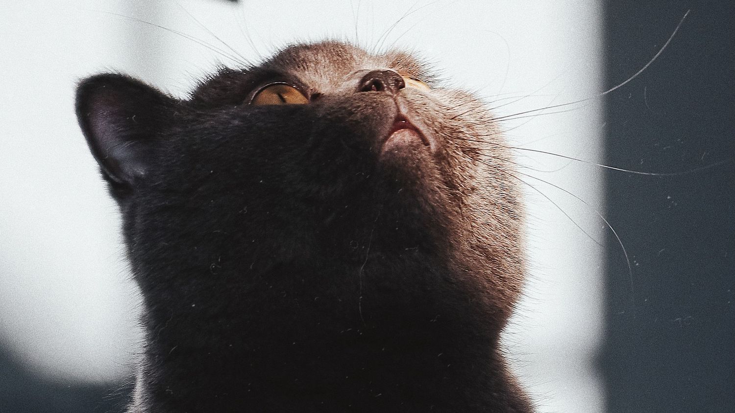 Een poes kijkt omhoog tijdens een huisdier fotoshoot
