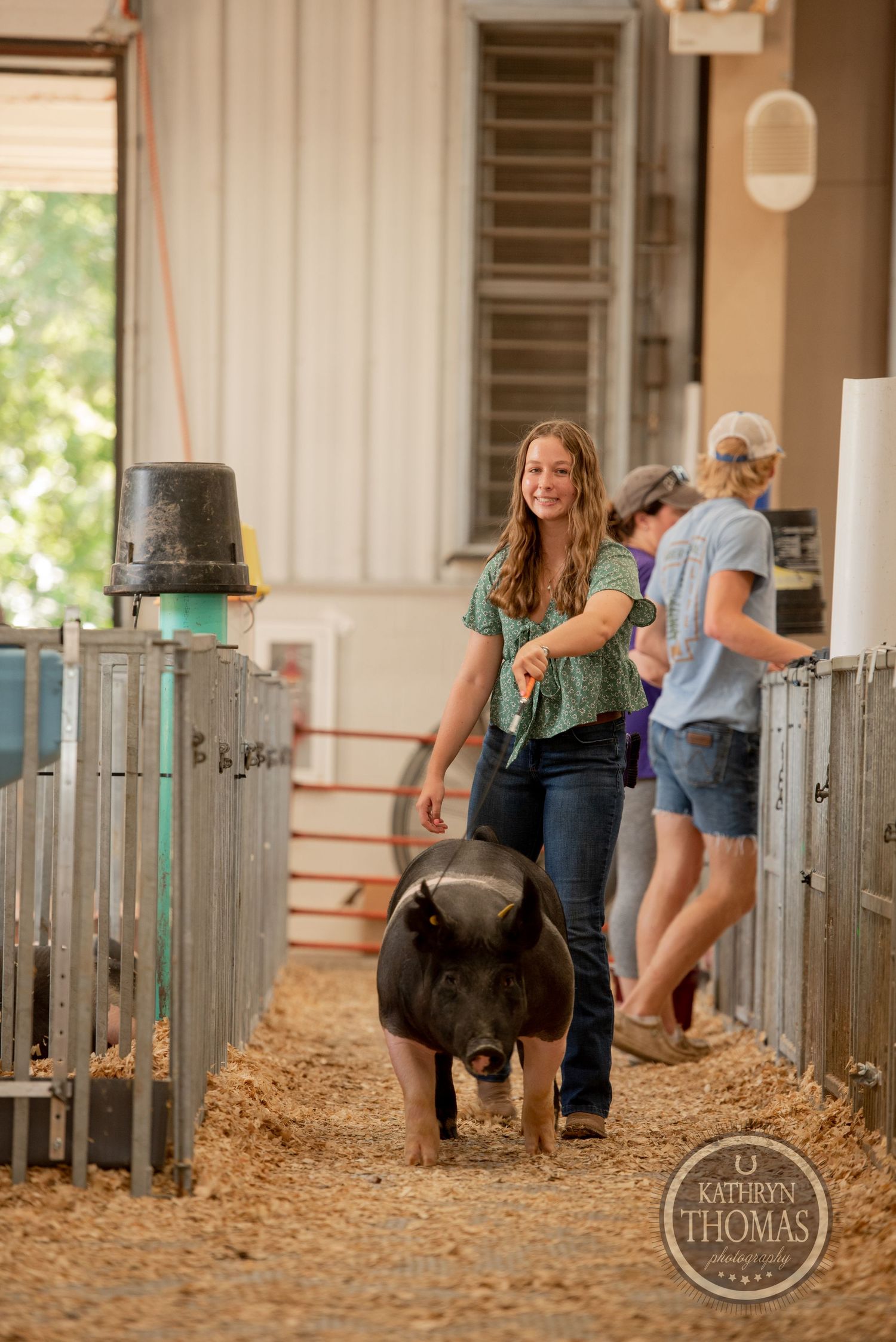 Someone leading a black show pig down a barn aisle with metal pens in the background.