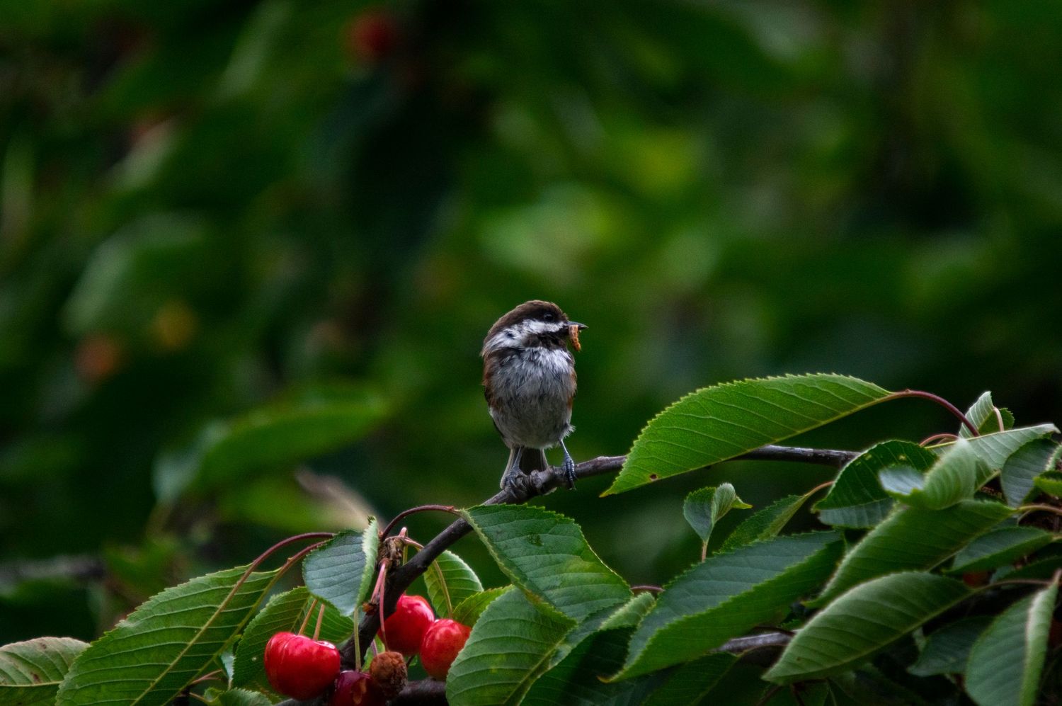Small sparrow bird rests on cherry tree branch with ripe red fruit.