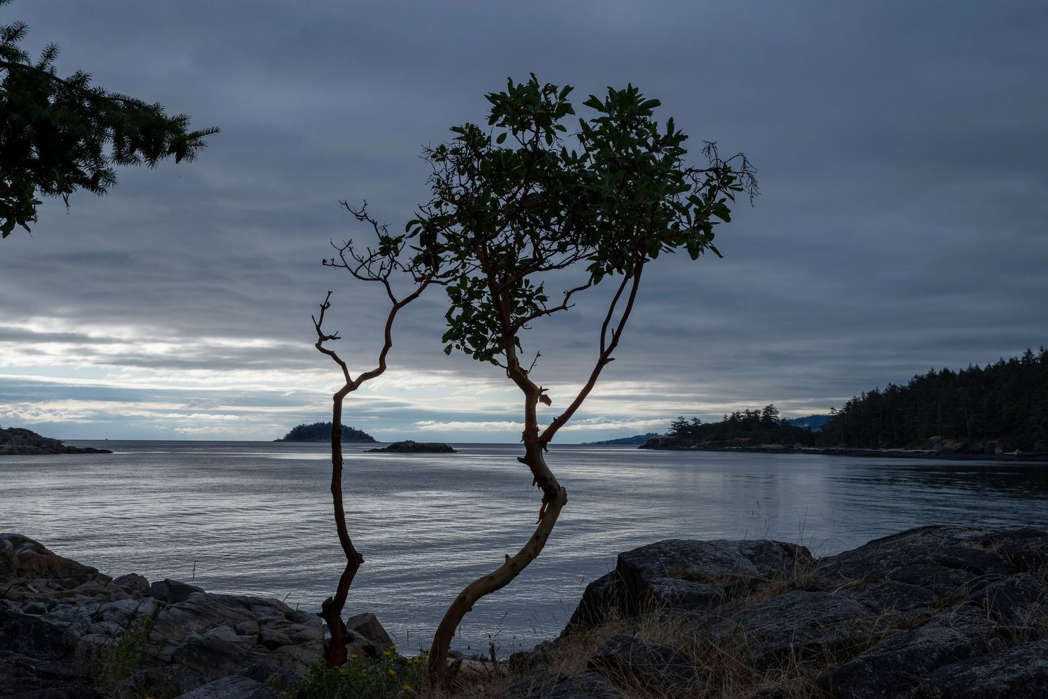 Two twisted trees silhouetted against moody coastal sunset landscape.