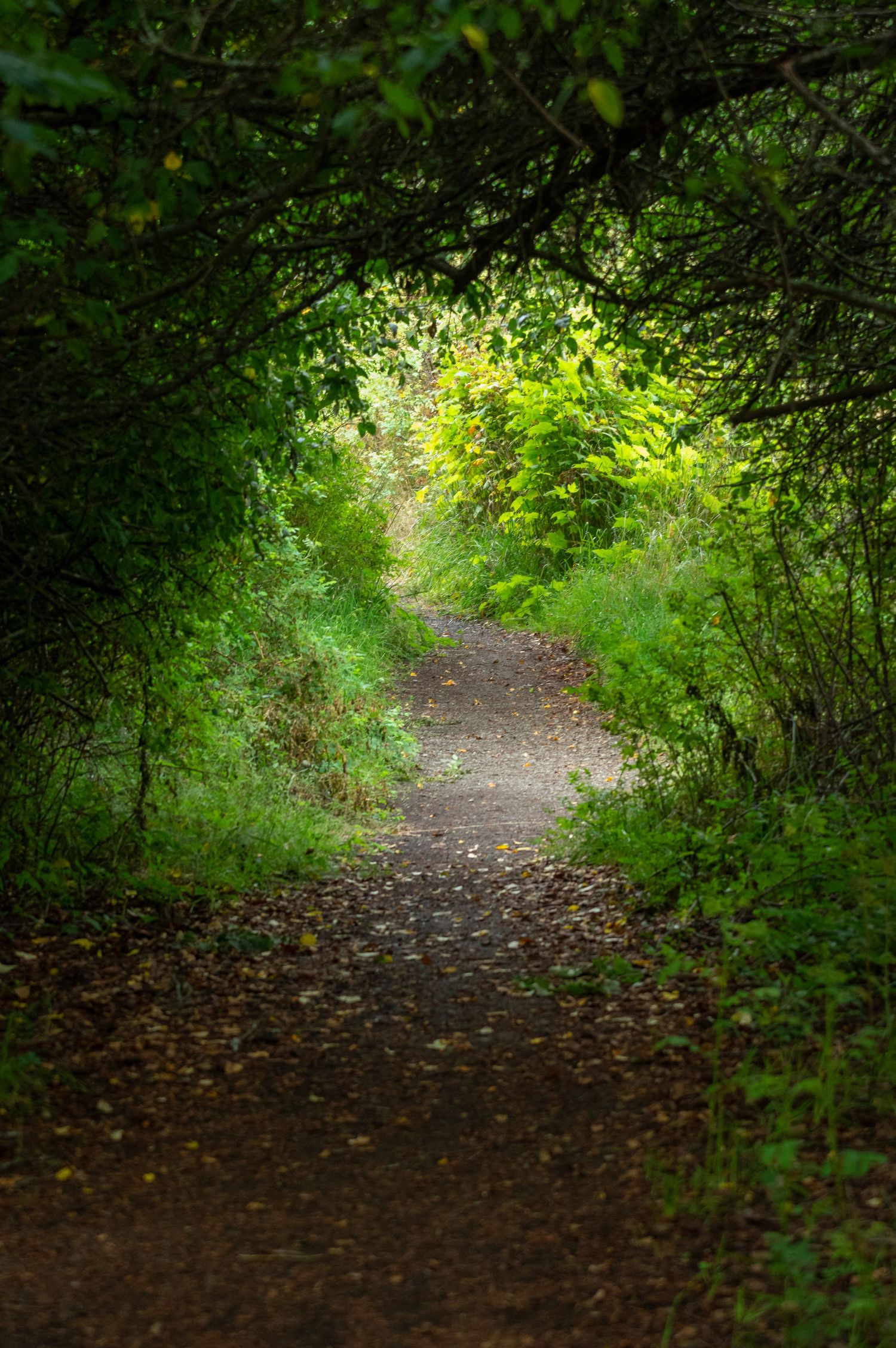 Sunlit forest path with green foliage creating natural tunnel effect.