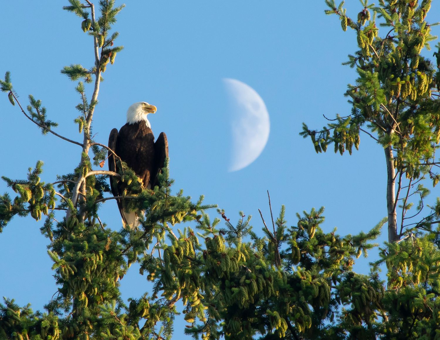 Bald eagle perched in tree with half moon visible in bright blue sky.