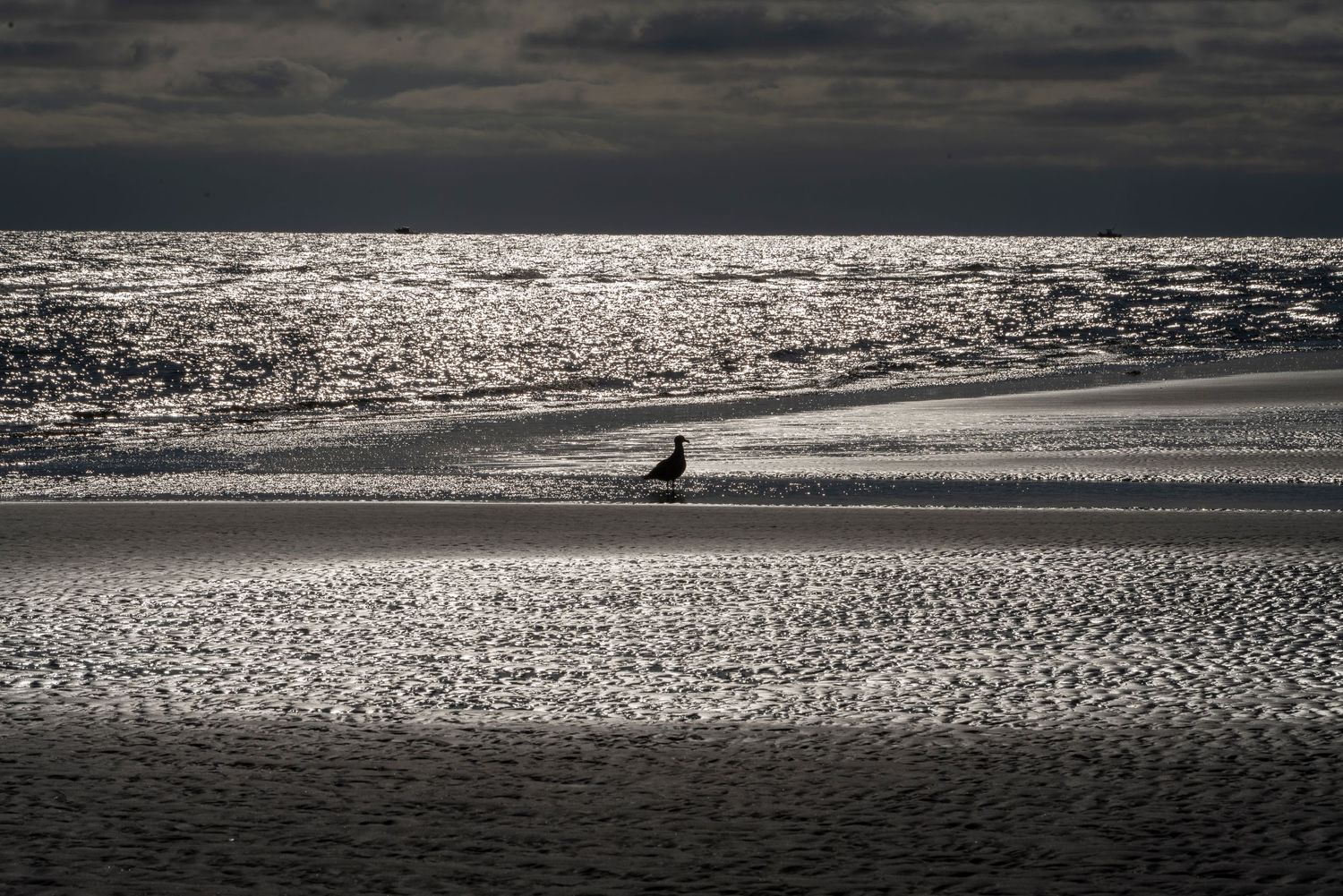 Lone seabird on shimmering beach under dramatic dark clouds.