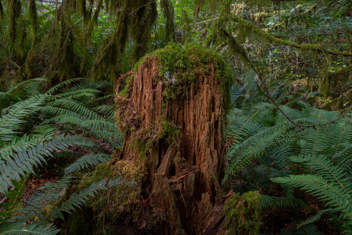 Mossy decaying tree stump surrounded by lush green ferns in a dense forest setting.