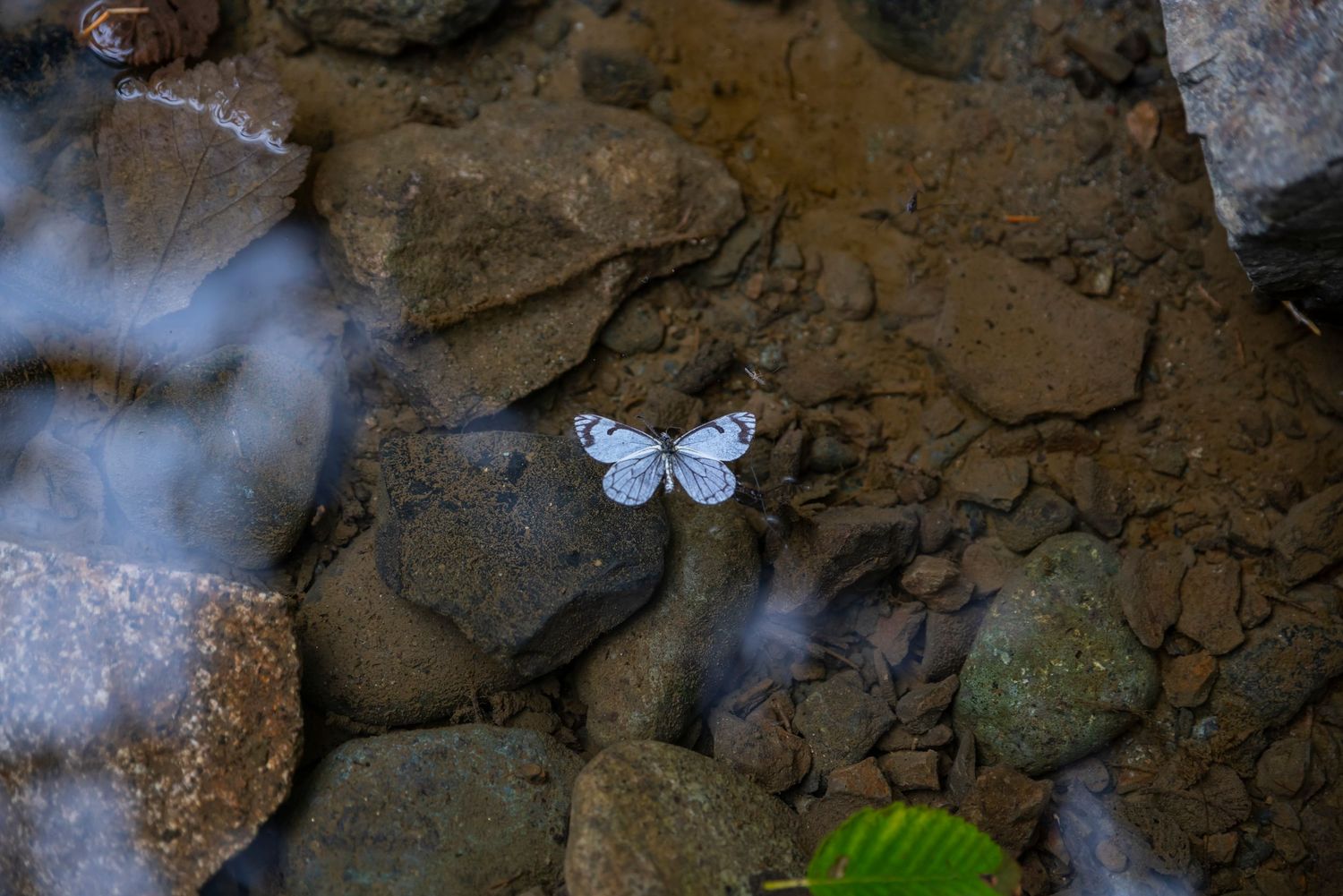 Small white butterfly resting on dark rocks near flowing water.