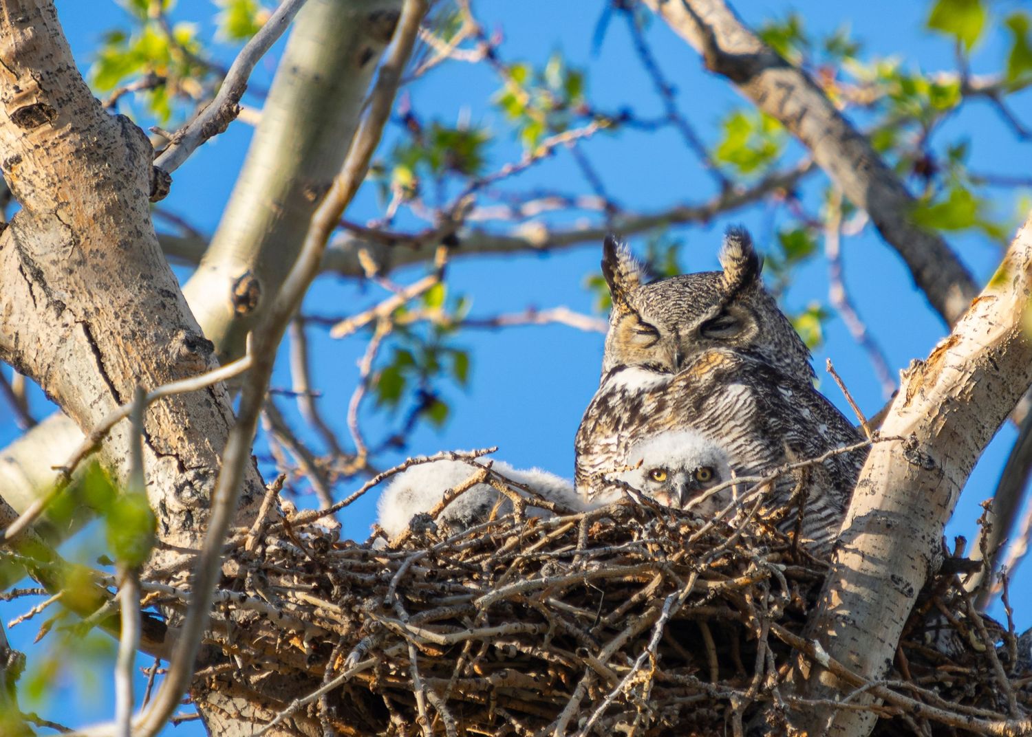 Great horned owl perched in nest among aspen tree branches with fresh spring leaves.