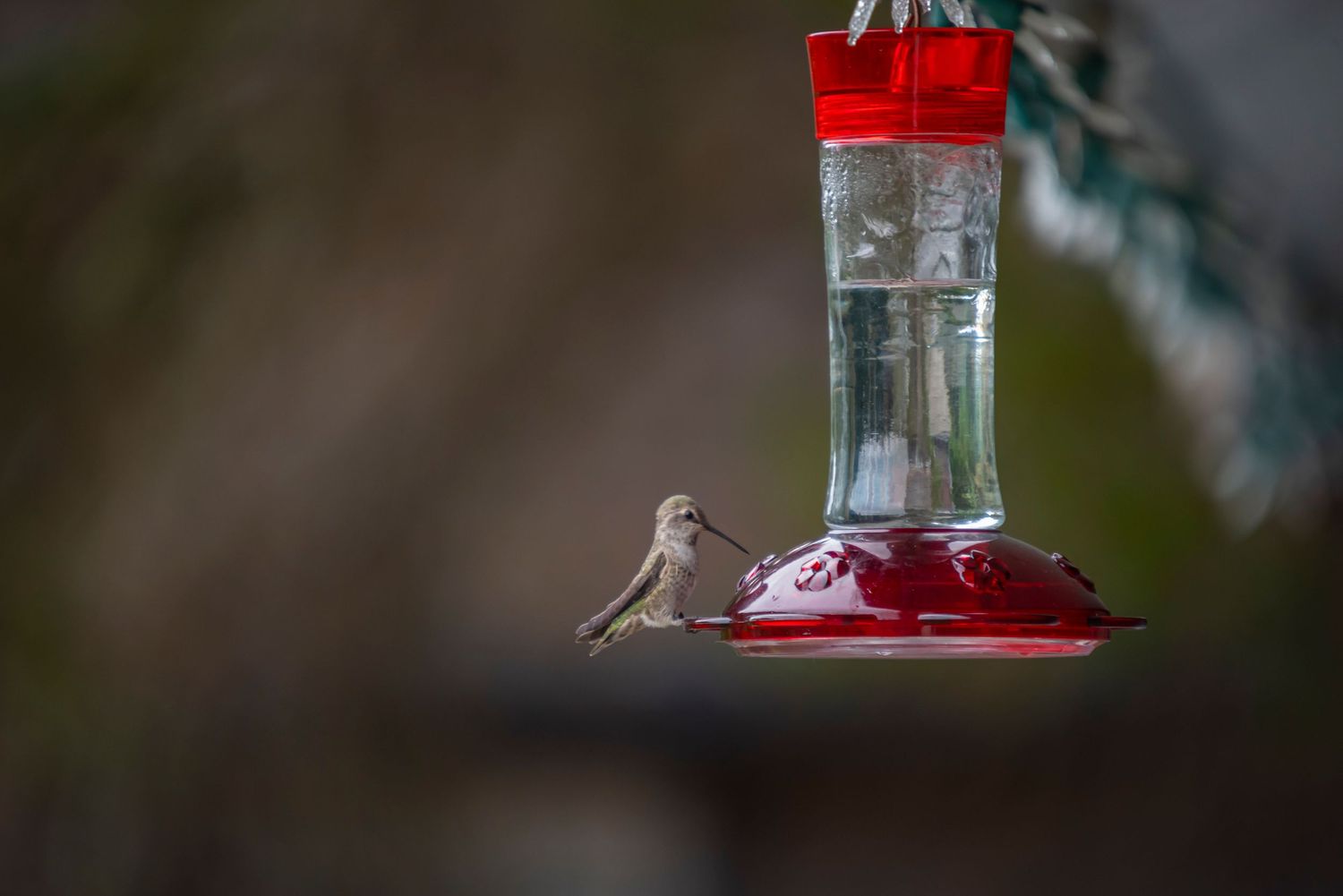Small hummingbird perched on a red feeder against a blurred natural background.