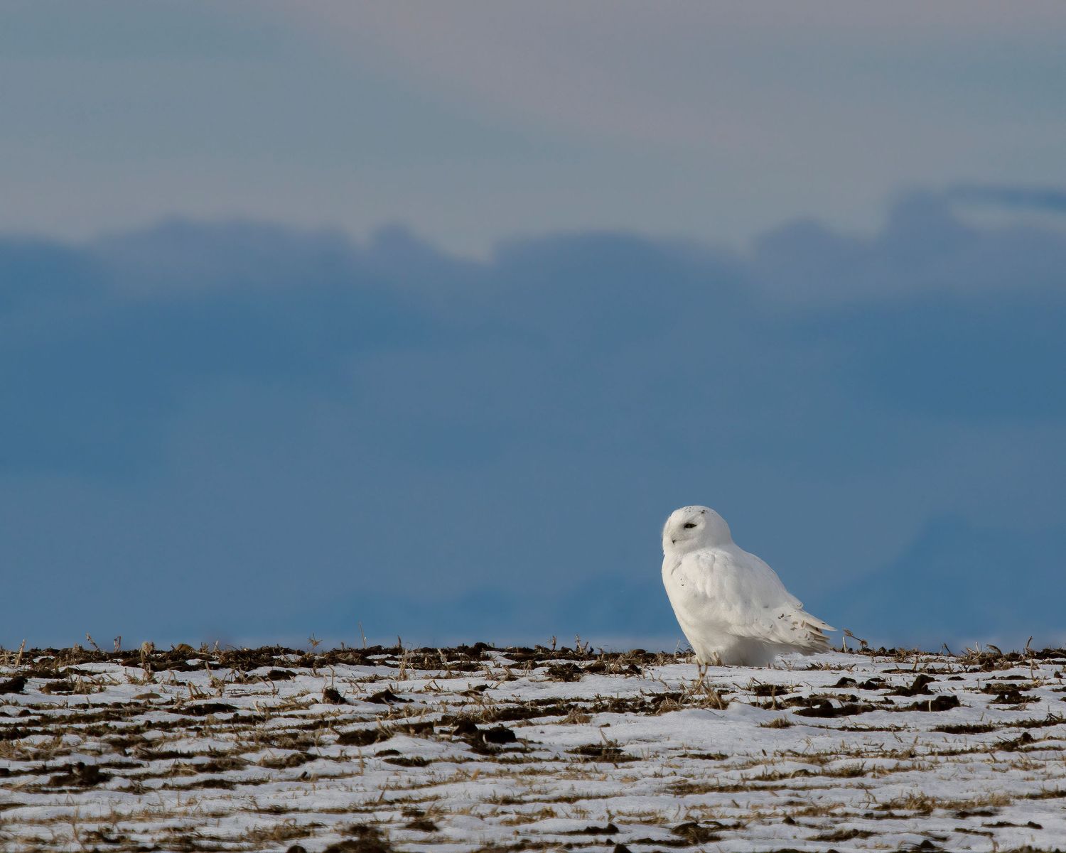 Snowy owl perched on frozen ground against blue mountain backdrop.