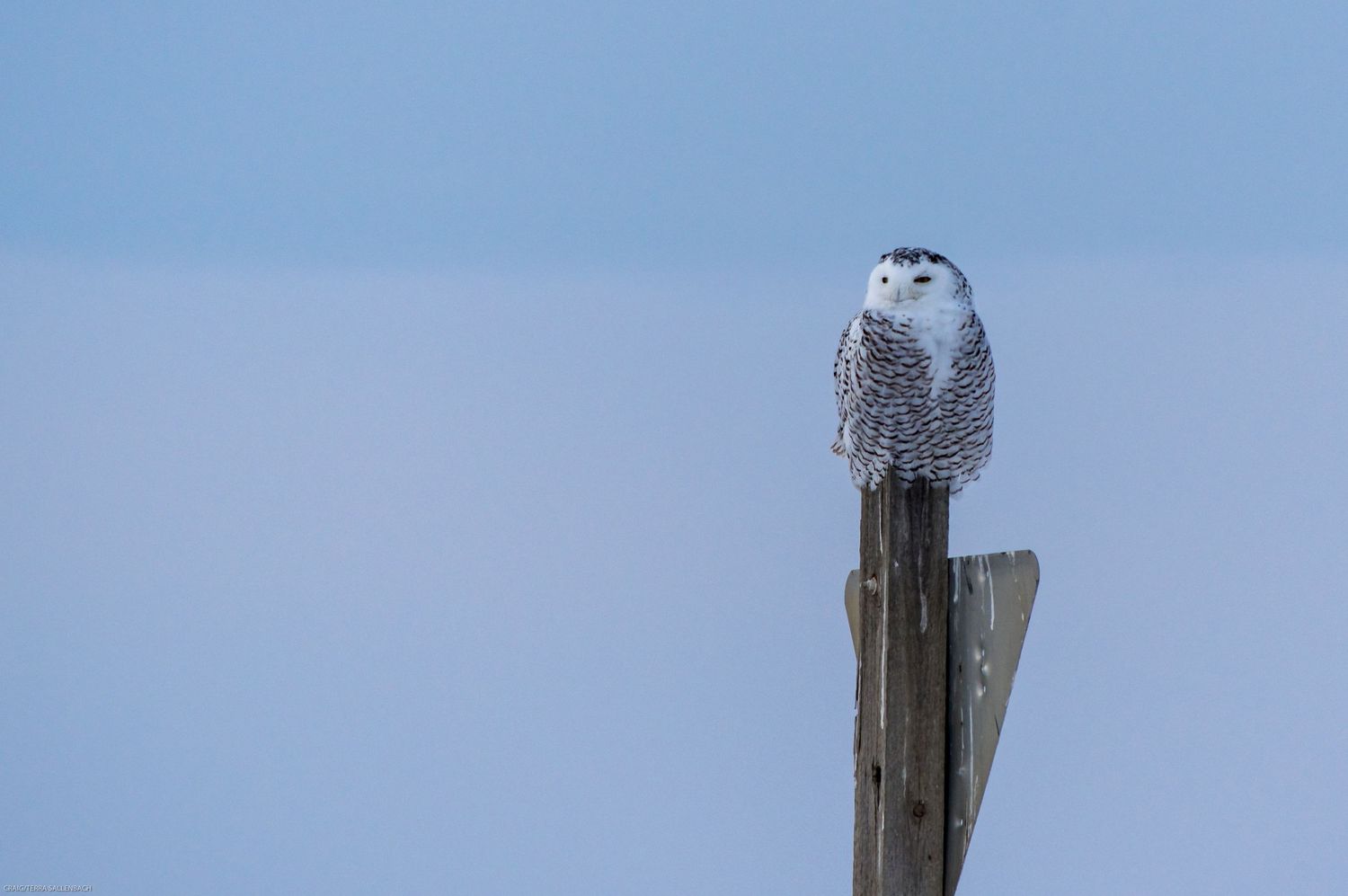 Snowy owl resting on wooden post against light blue sky.