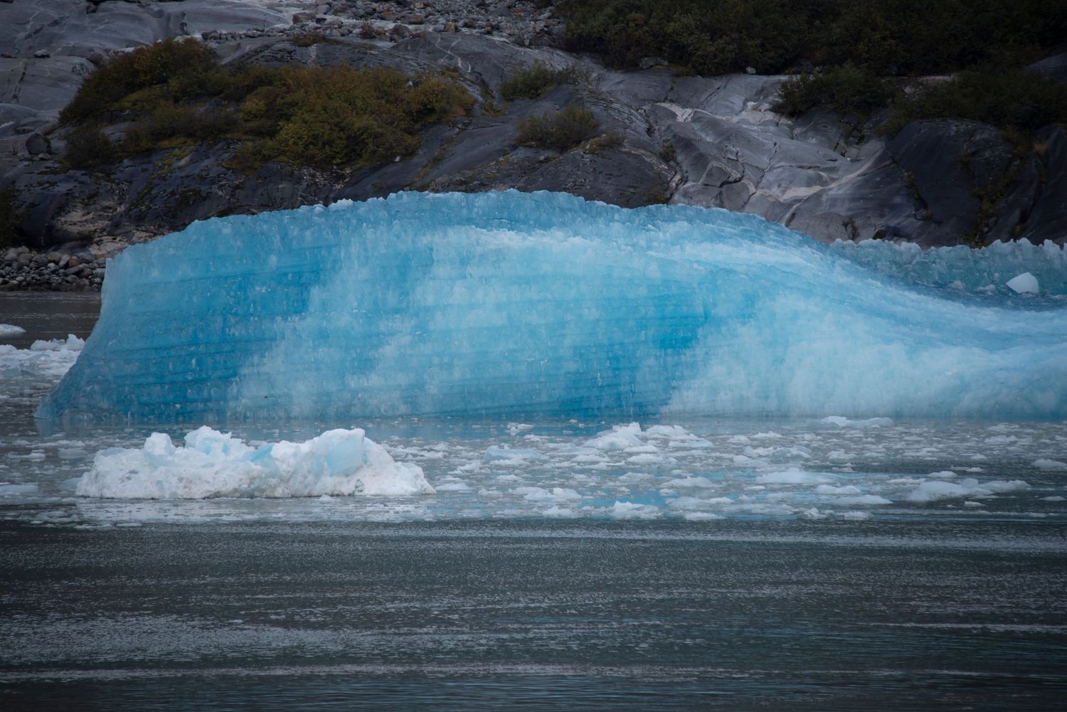 A bright blue iceberg fragment floating in dark waters near a rocky shoreline.