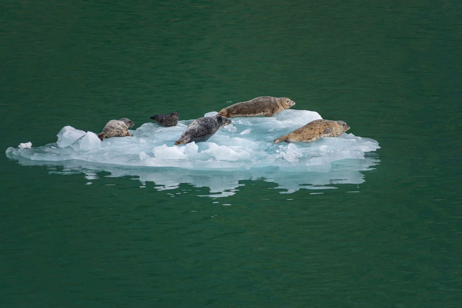 Harbor seals resting on a floating piece of ice in emerald-colored water.