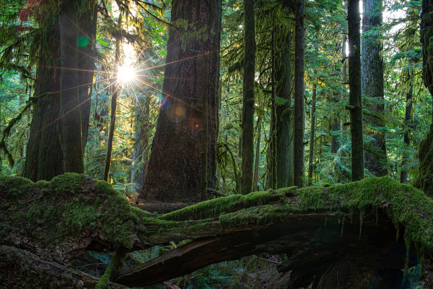 Sunburst through tall redwood trees in a lush green forest.