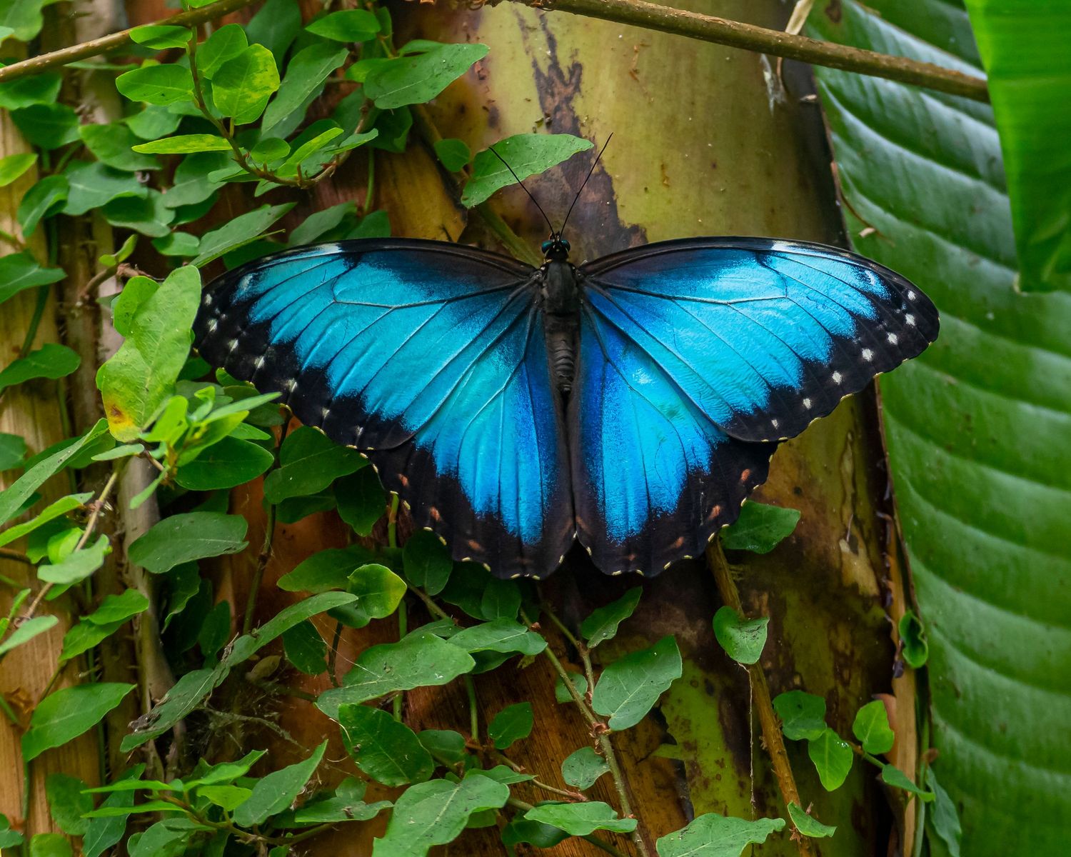 Brilliant blue morpho butterfly perched on green foliage with wings spread wide.