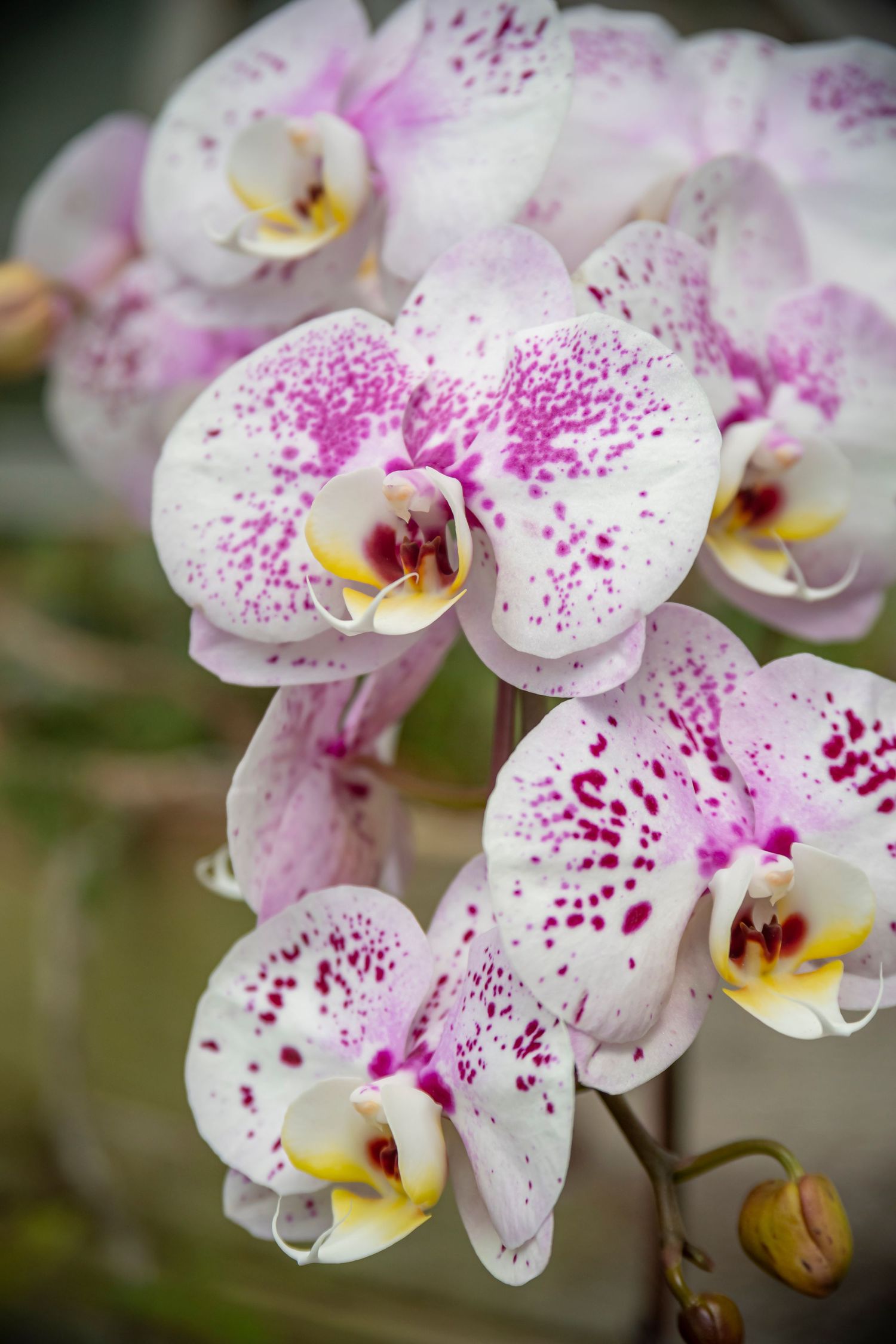 Close-up of white and pink speckled orchid flowers with delicate purple patterns.