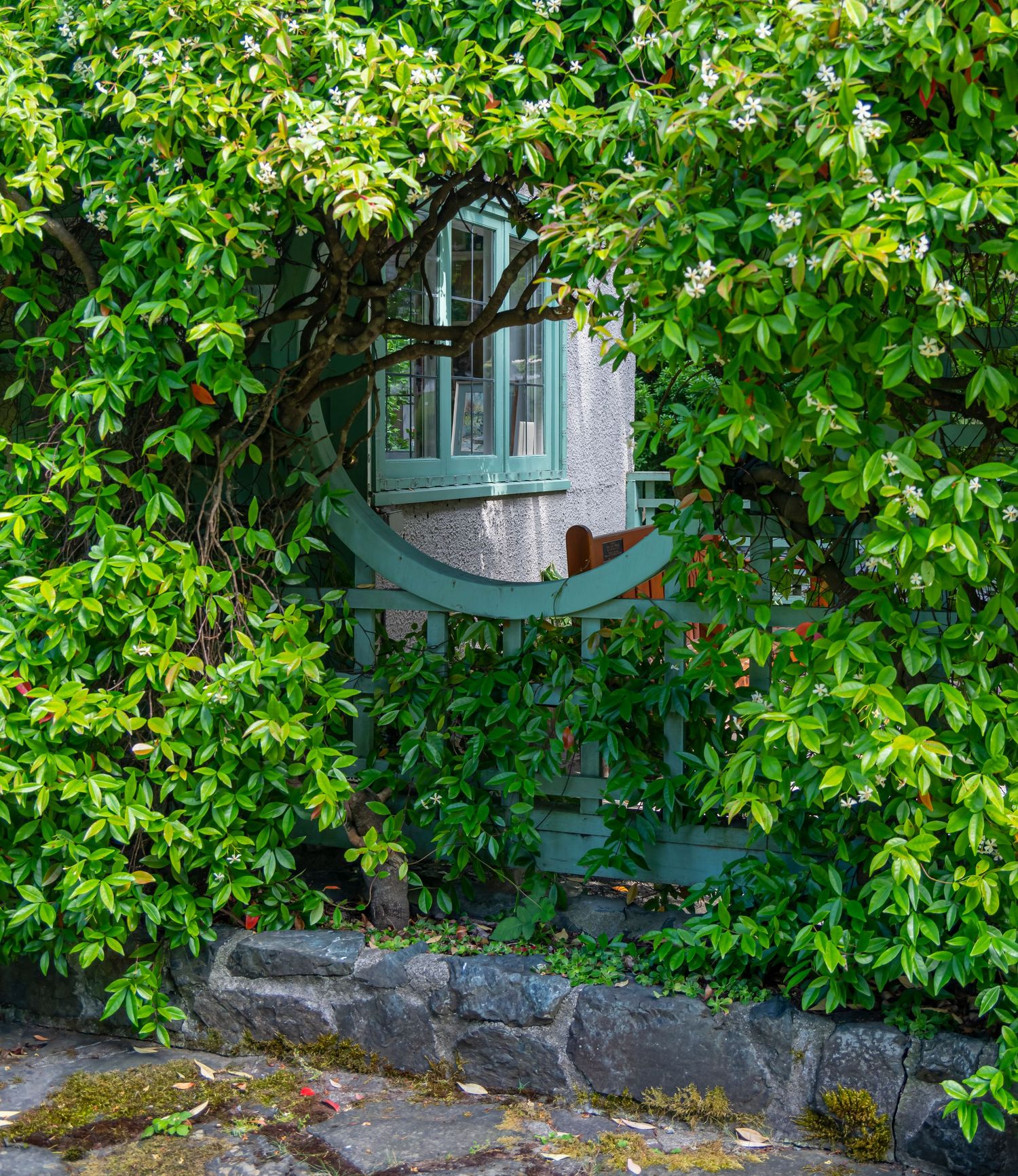 Charming window of a house peeking through dense green foliage and vines.