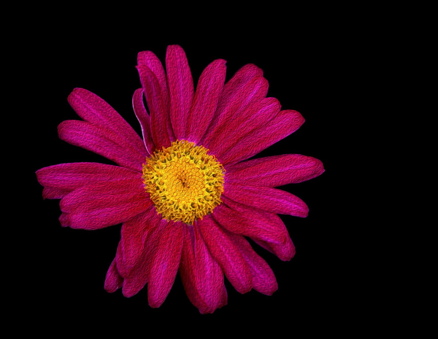 A vivid pink daisy flower with yellow center against a black background.