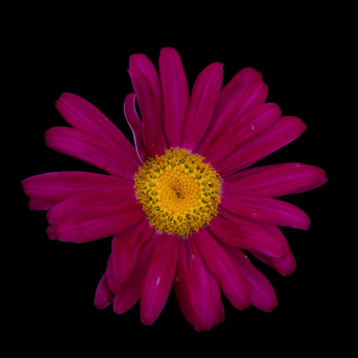 Vibrant pink daisy with yellow center isolated against black background.
