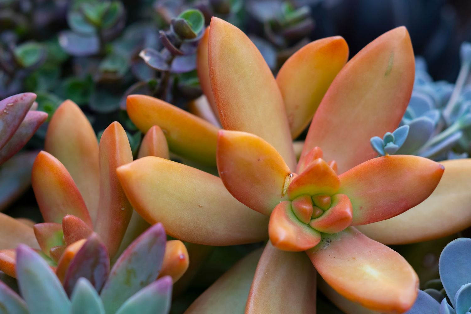Close-up of orange and peach colored succulent leaves with soft focus.