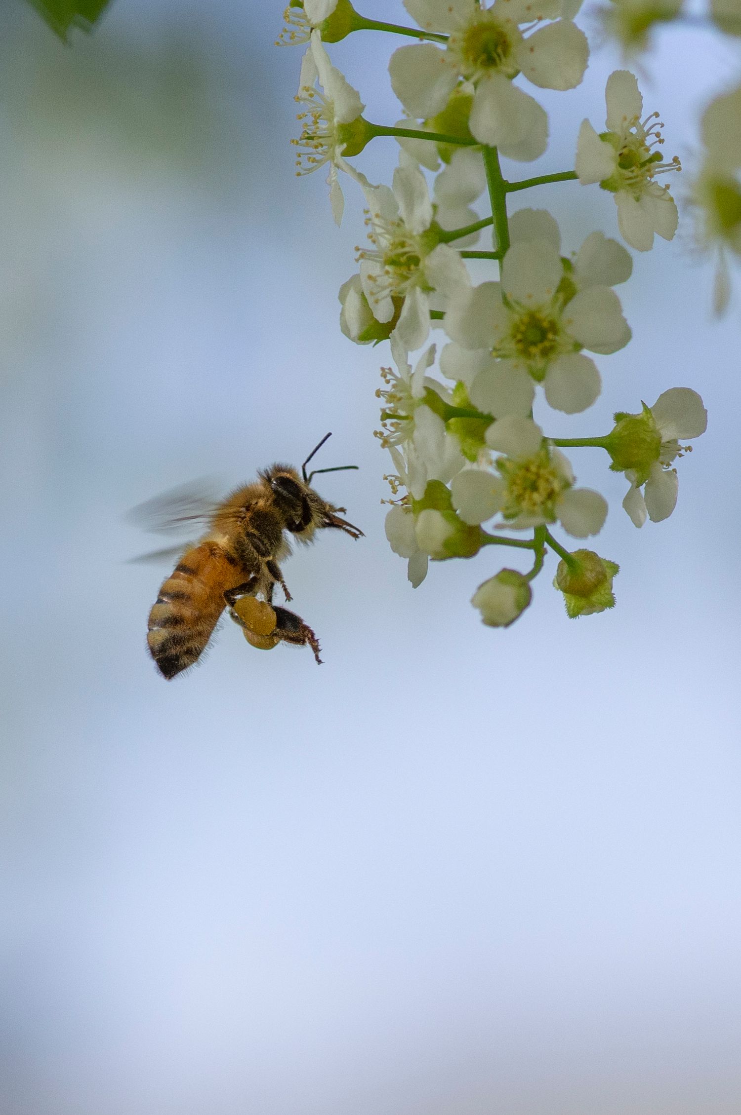 A honey bee pollinating delicate white cherry blossoms against a soft blue background.