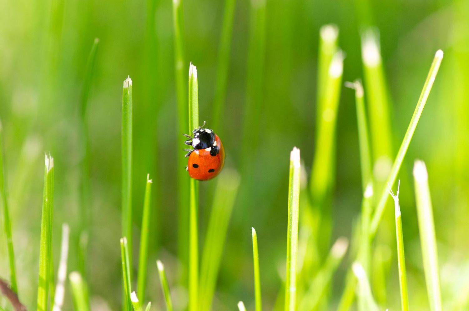 Ladybug climbing on bright green grass blades in macro photography.