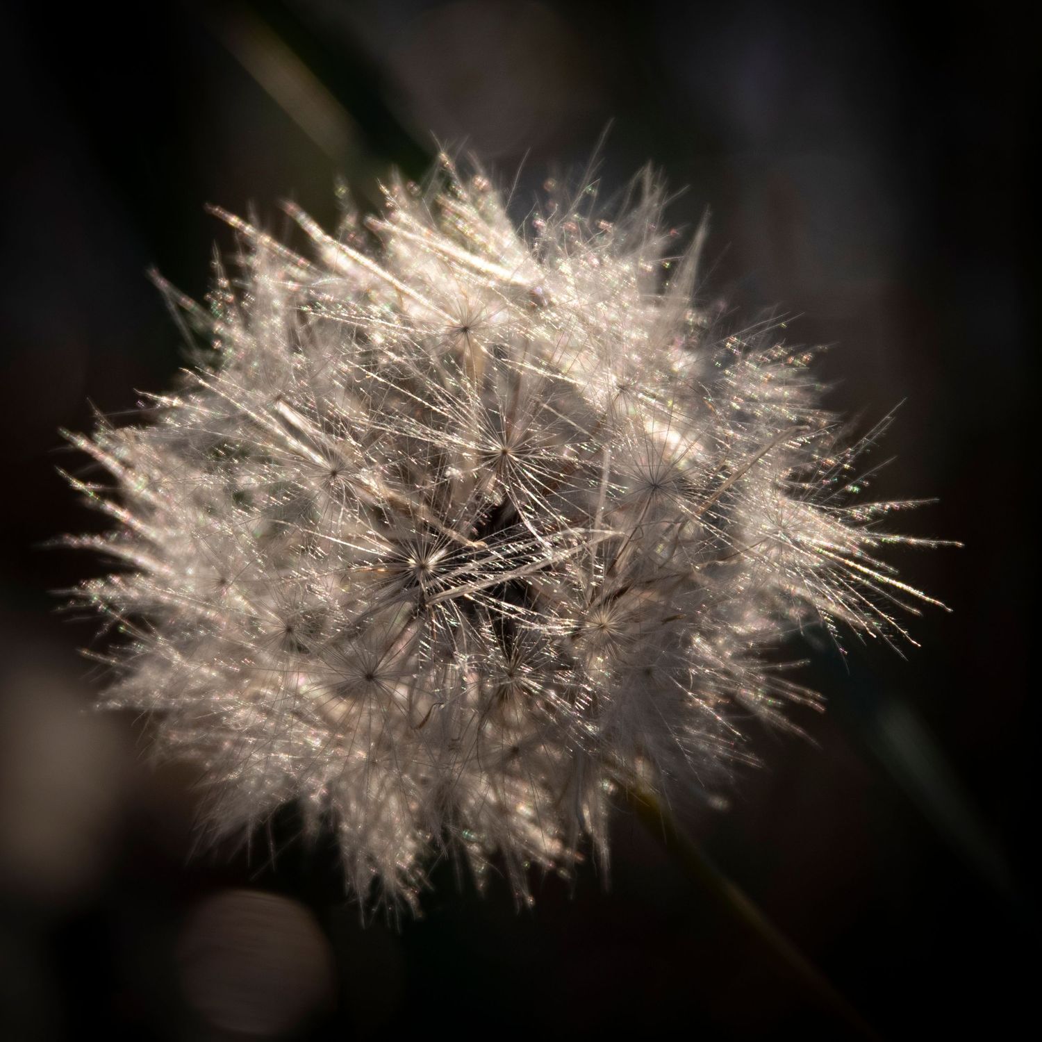 Close-up of a delicate dandelion seed head with soft focus background.