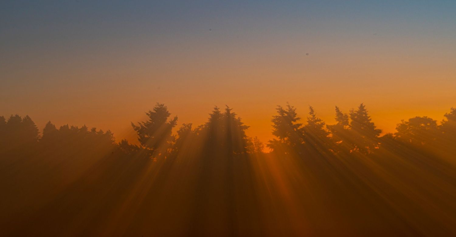 Dramatic sunset through pine trees with golden rays breaking through the silhouetted forest.
