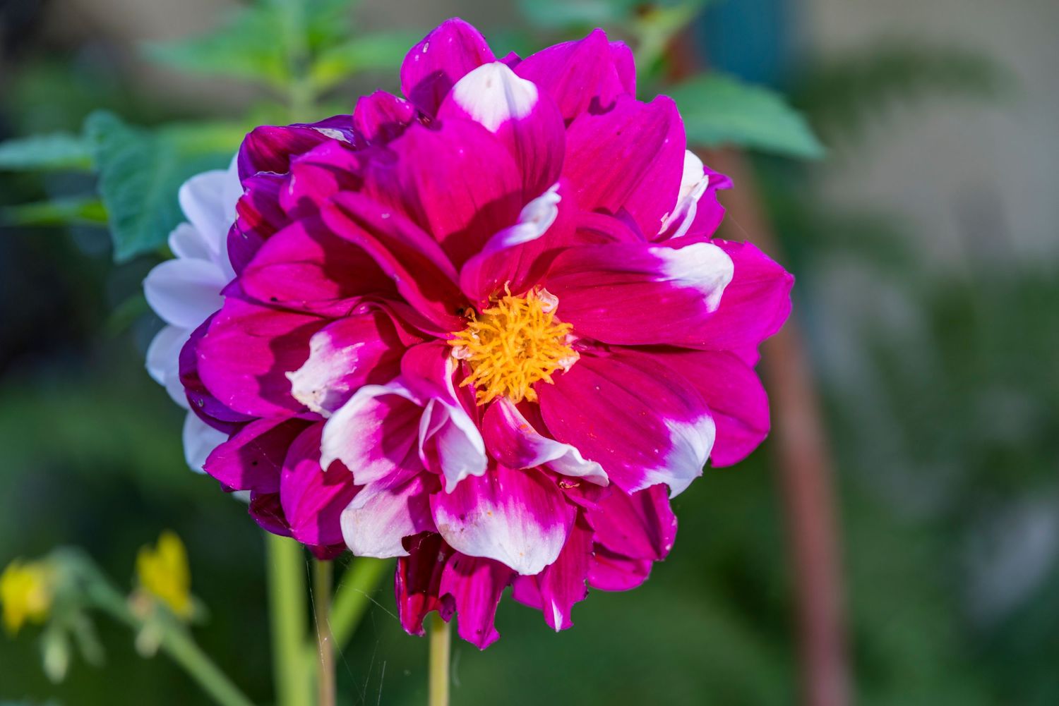 Vibrant pink and white double peony flower in full bloom.