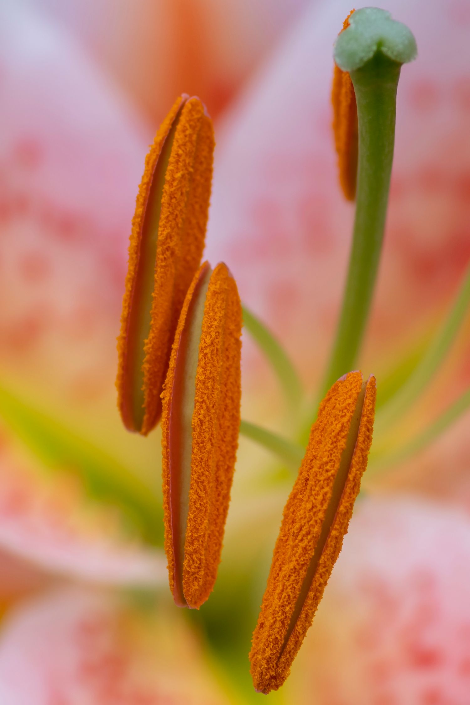 Macro shot of orange lily stamens with pollen against pink background.
