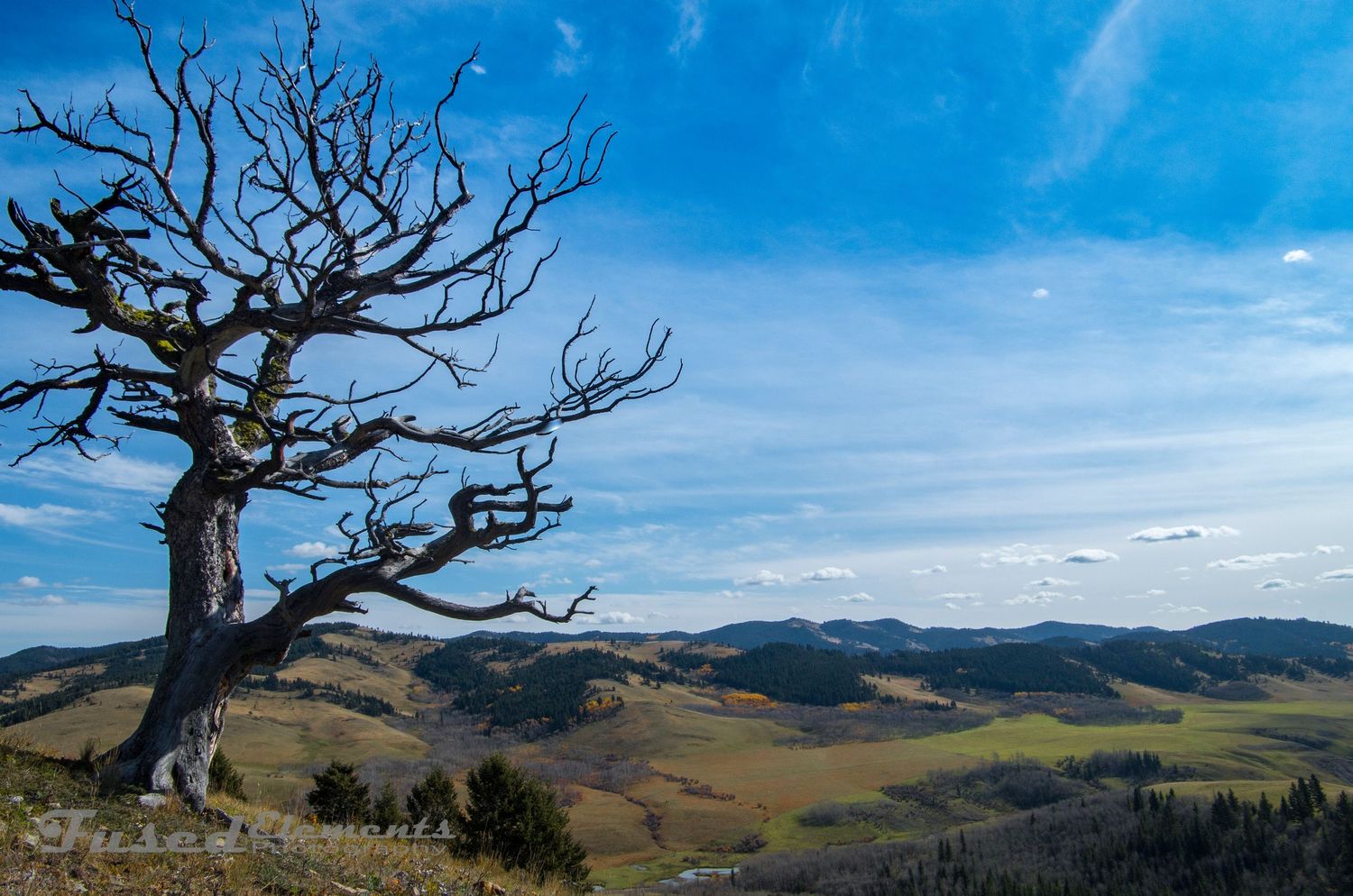Gnarled bare tree stands sentinel on windswept hillside overlooking rolling grasslands.
