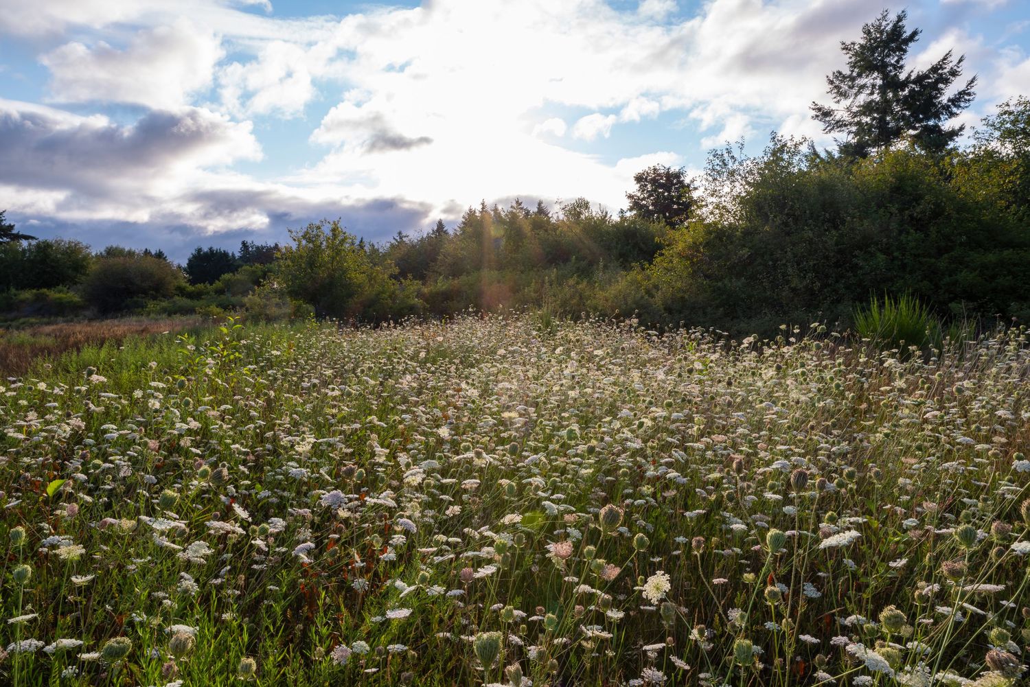 Wildflower meadow filled with white daisies under a partly cloudy summer sky.