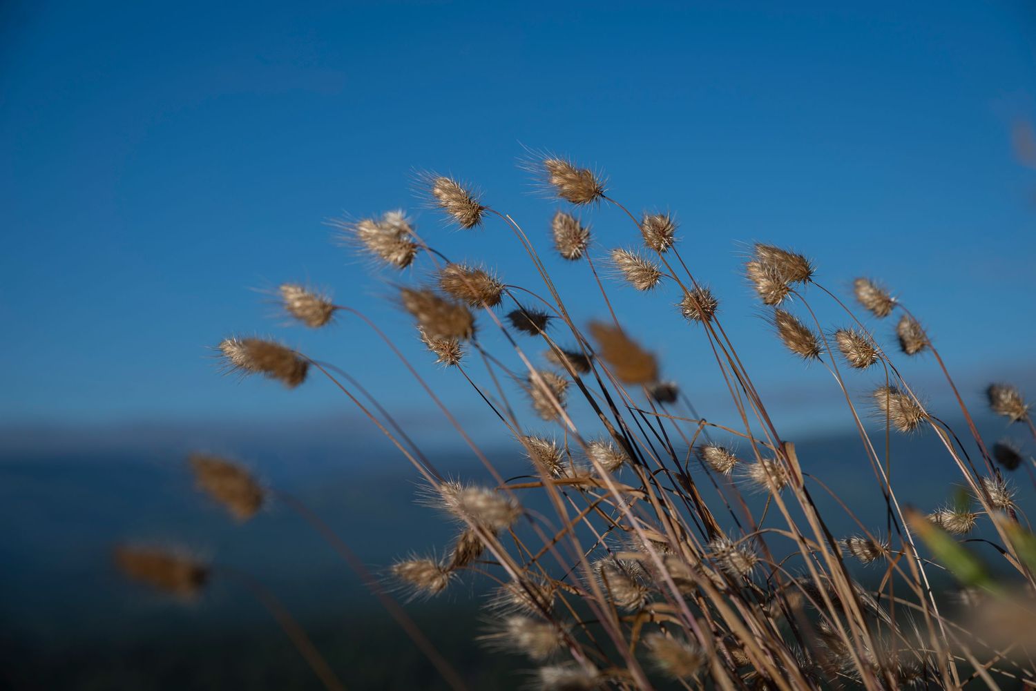 Dried beach grass seeds swaying against bright blue sky background.
