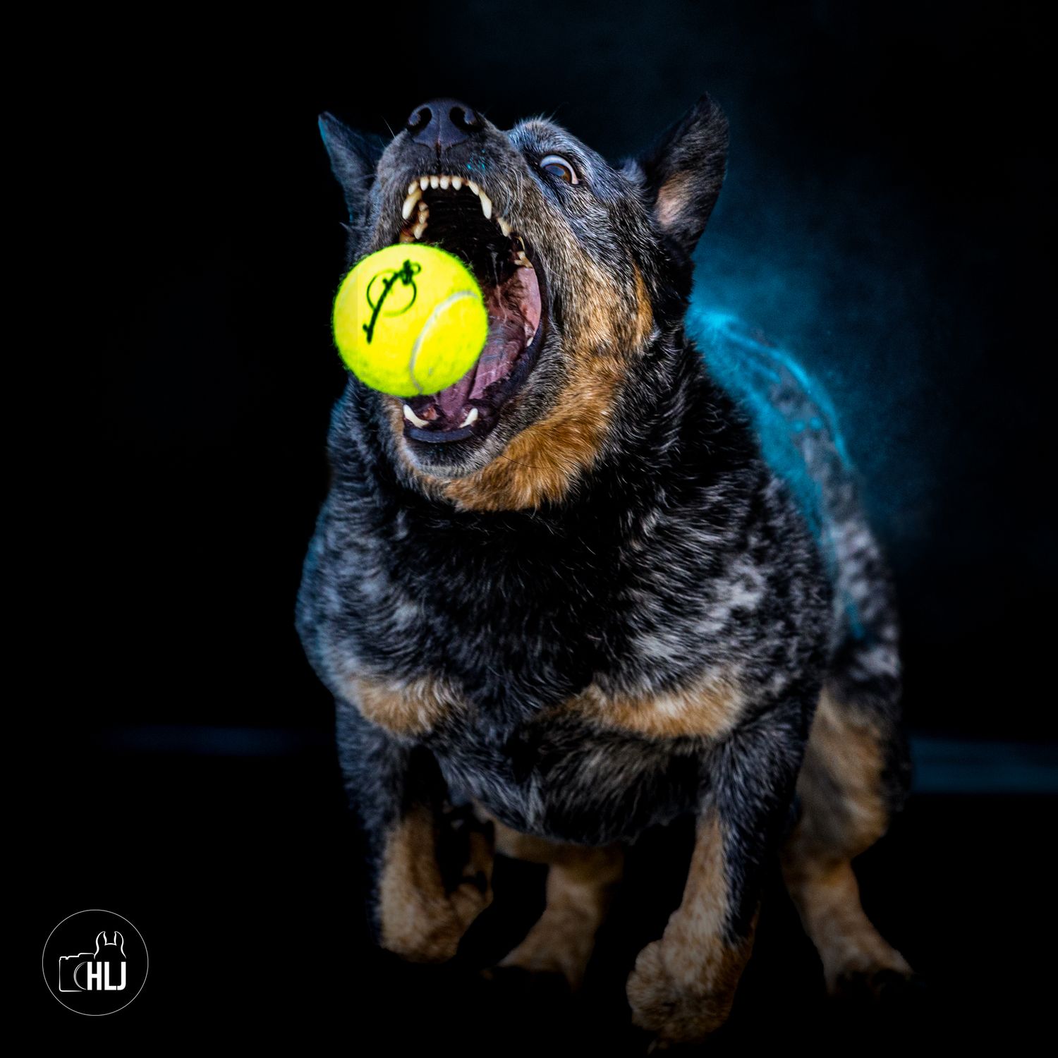 Energetic dog catching yellow tennis ball with blue powder effect on dark background.