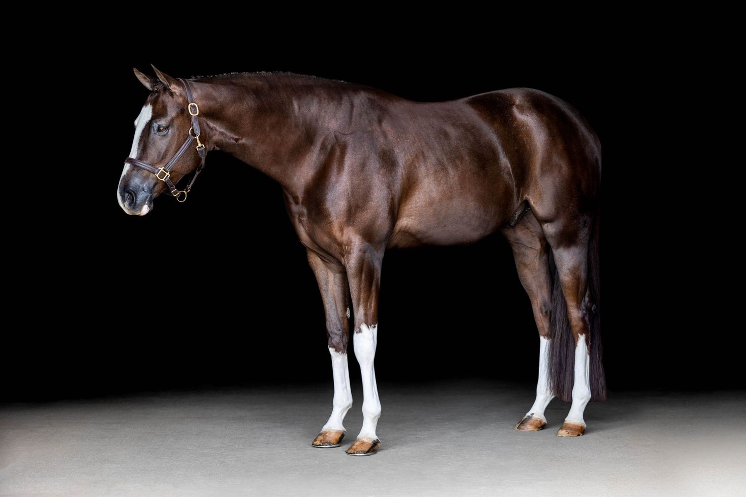 Alison and Liam black background equine portrait session