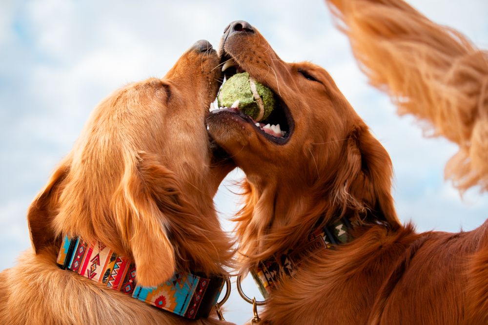 pet photography golden retriever models Canadian photographer