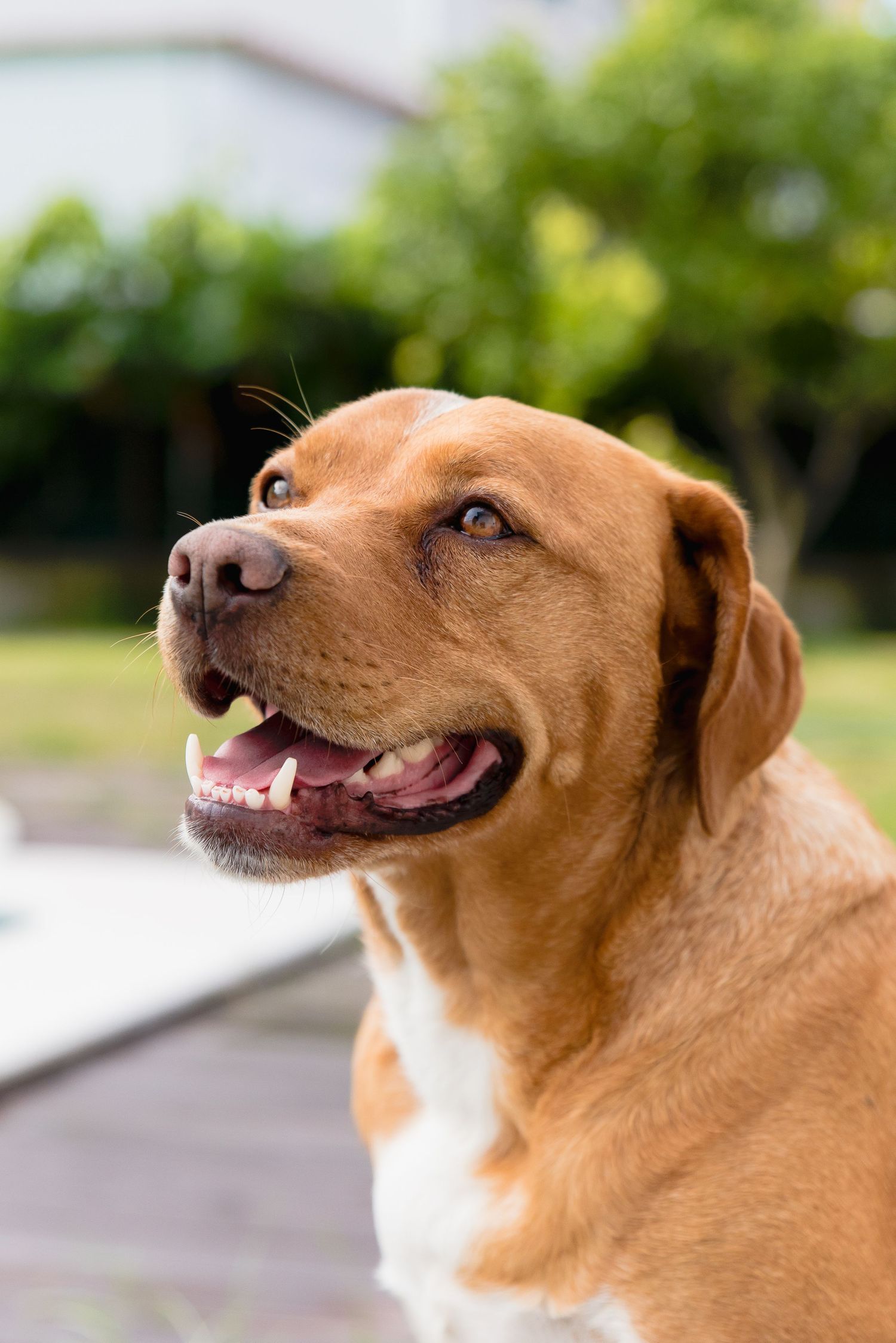 dog portrait
