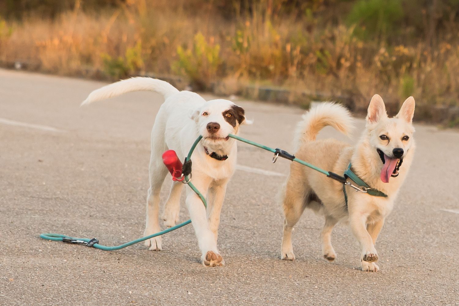 dog friends portrait