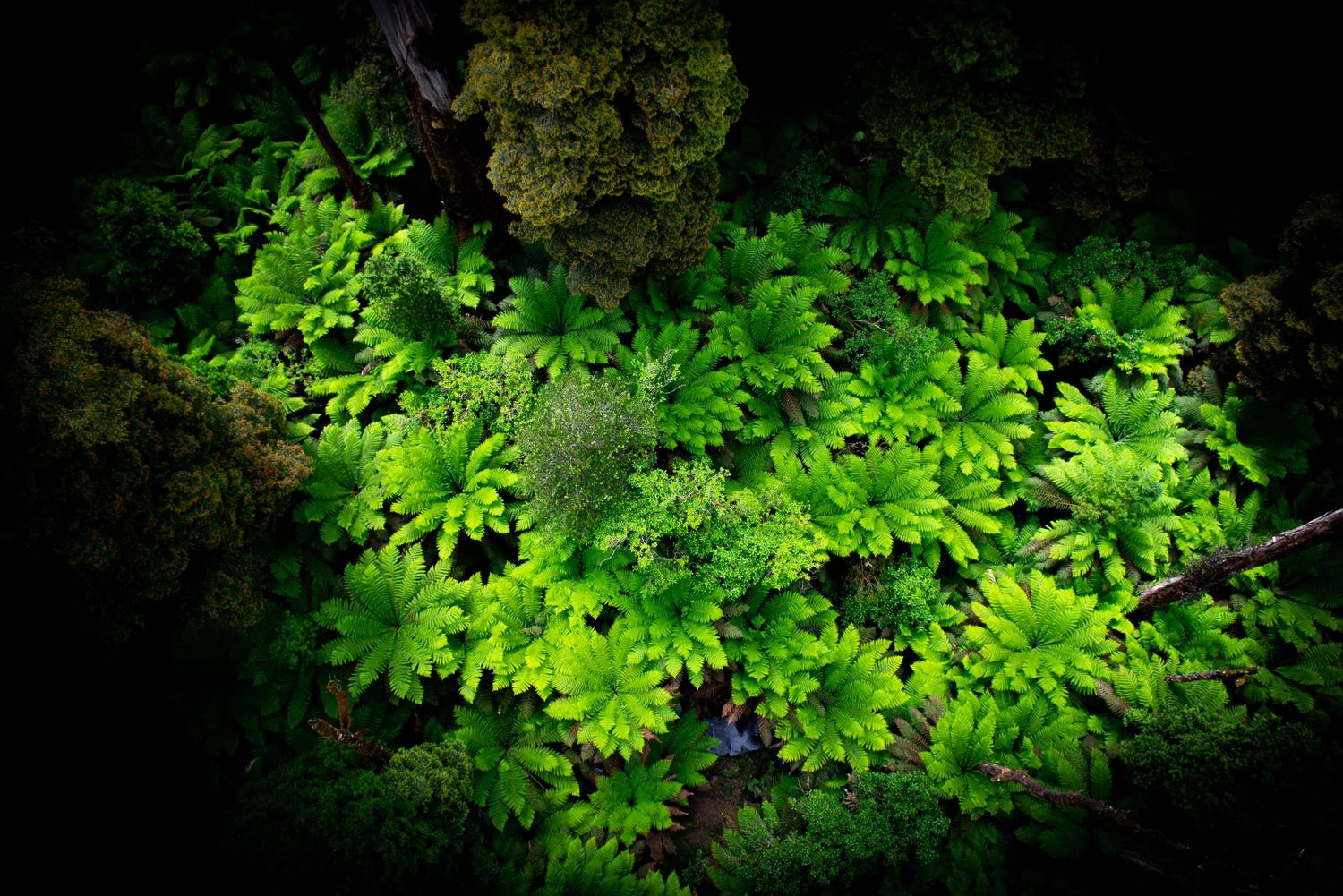 Lush green ferns on the Otways Forest floor taken from above by Melbourne Photographer