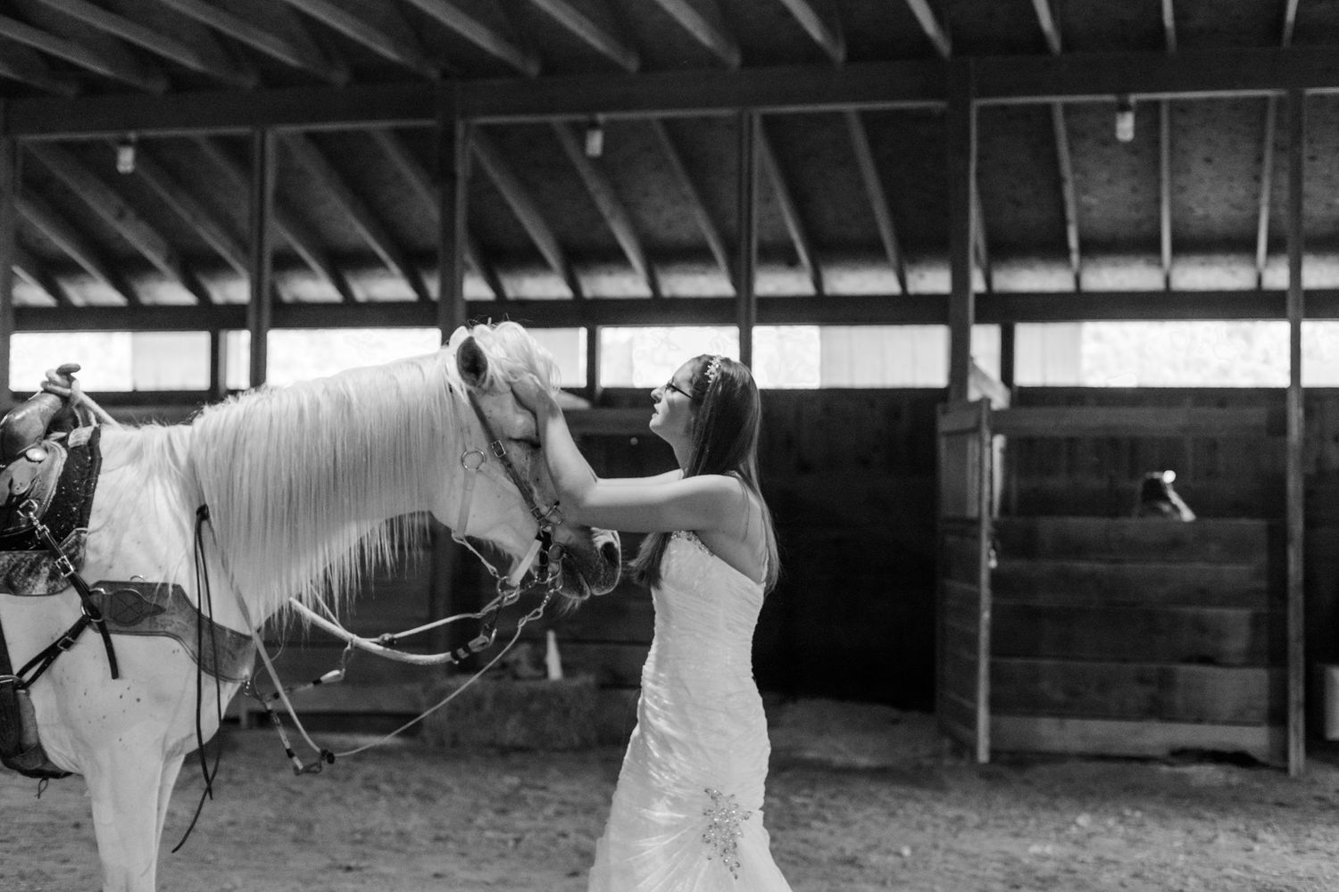 A white horse being groomed in a rustic barn stable.