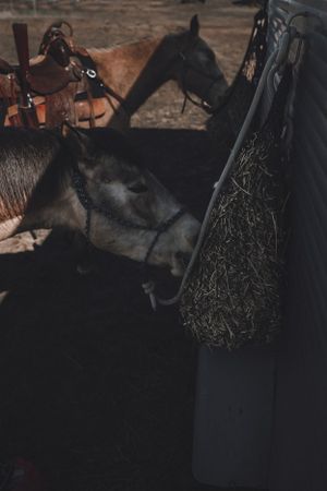 portrait of cowgirl