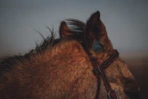 portrait of cowgirl