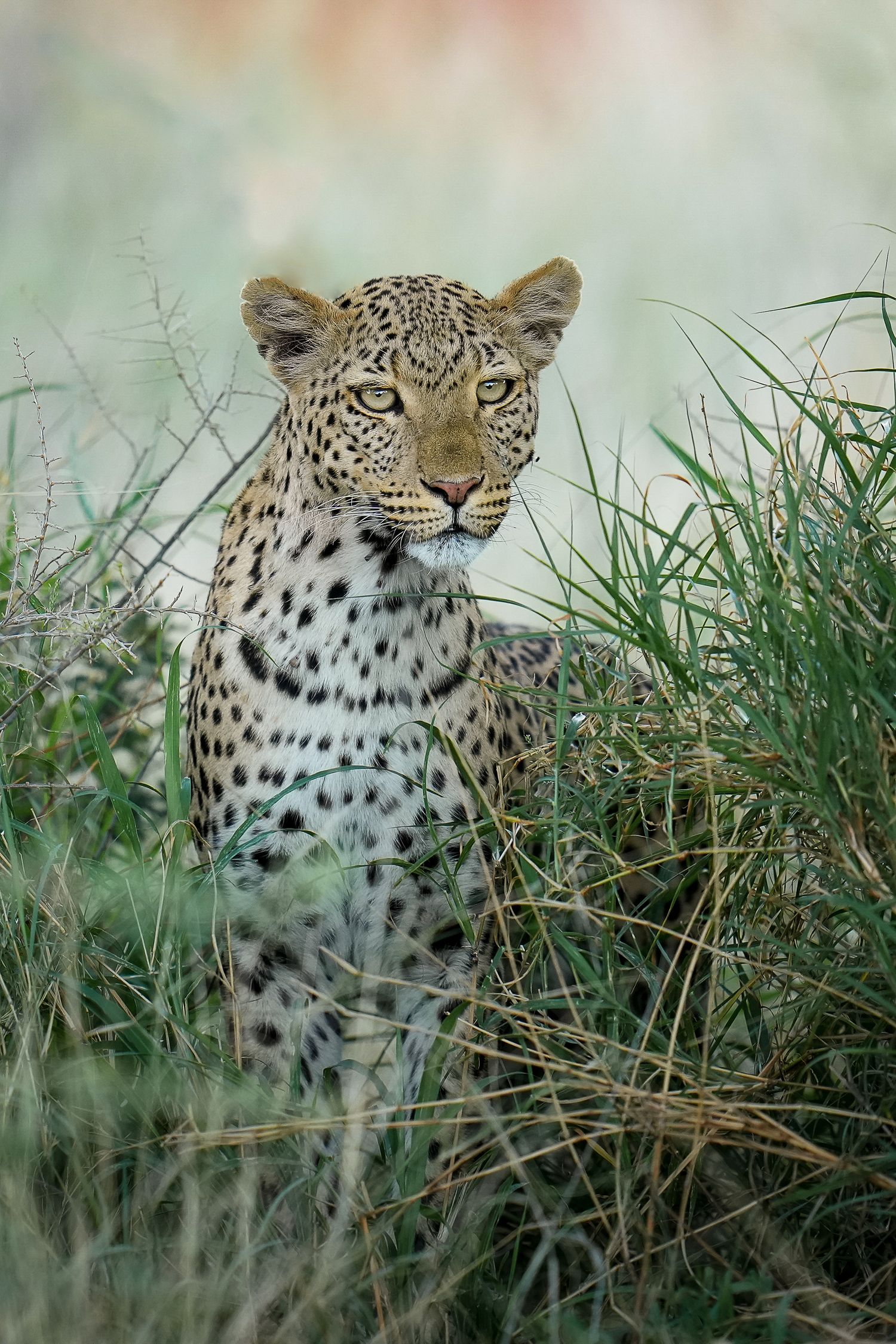 Leopard emerging from tall grass in sequence showing its spotted coat and alert expression.