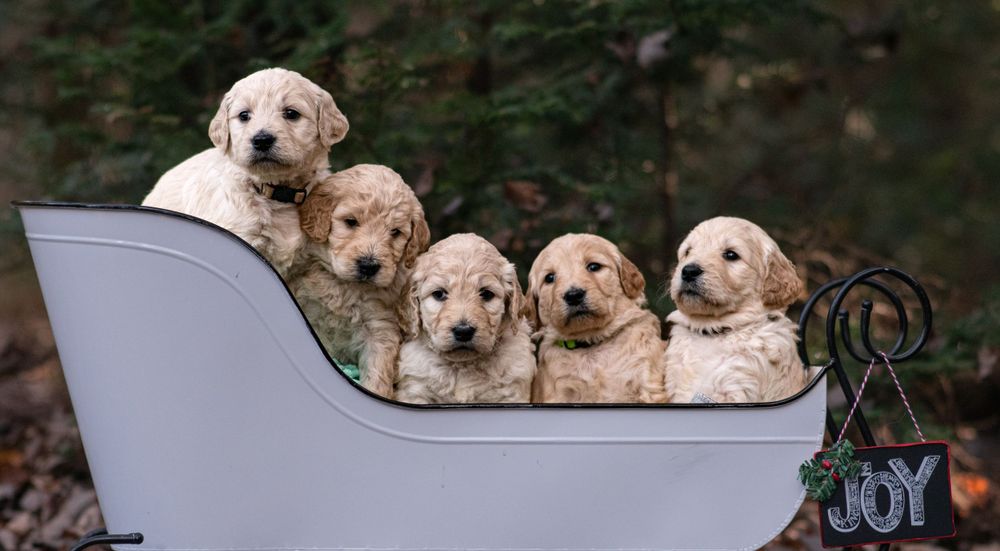 Five golden doodle puppies sitting in a white sleigh with Joy sign. Puppy and Dog Breeder Photographer in Maine