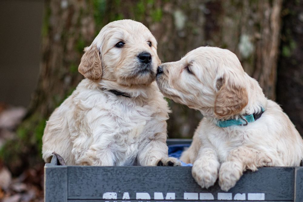 Two fluffy golden doodle puppies sitting in a decorative crate together. Puppy and Dog Breeder Photographer in Maine