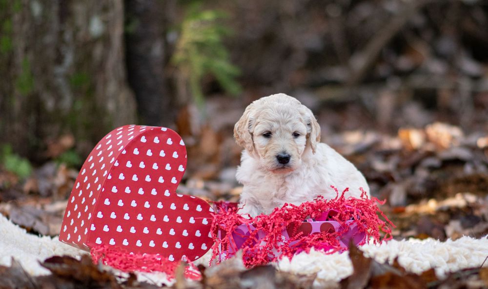 Adorable white goldendoodle puppy sitting beside a red polka dot heart gift box. Puppy and Dog Breeder Photographer in Maine