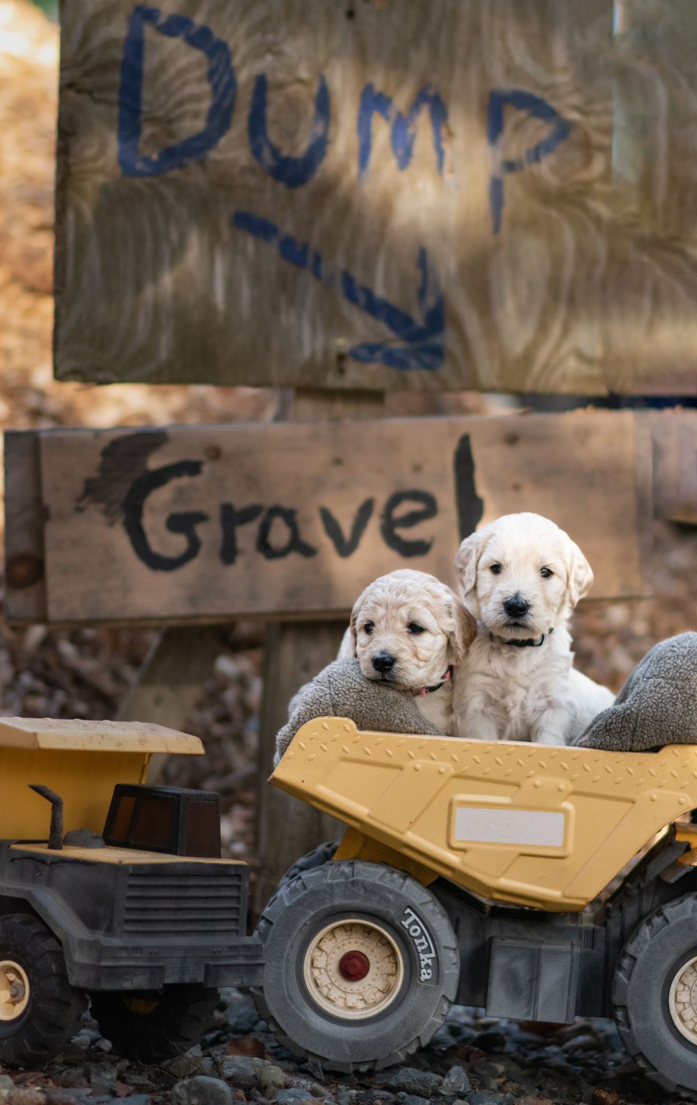 Two fluffy puppies sitting in a toy dump truck near gravel signs. Puppy and Dog Breeder Photographer in Maine
