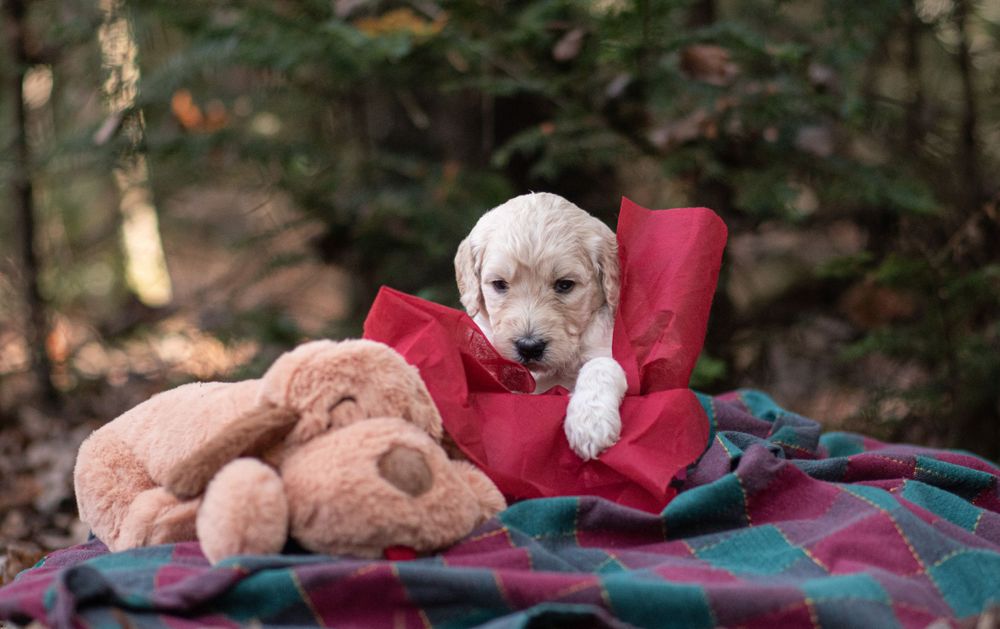 Fluffy white goldendoodle puppy rests on a red pillow beside a stuffed bear on a plaid blanket. Puppy Photographer in Maine