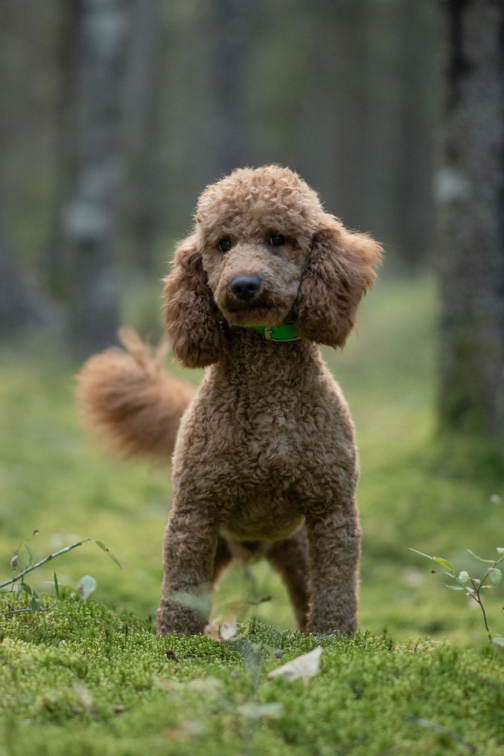 Fluffy apricot miniature poodle with green collar standing in a forest. Dog Portrait Photographer in Maine