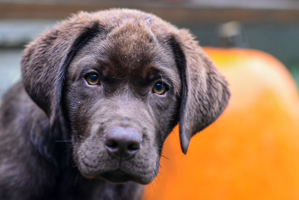 Close-up portrait of a chocolate Labrador puppy with soulful eyes beside an orange pumpkin. Dog Photographer in Maine